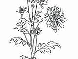 Chrysanthemum Coloring Getdrawings sketch template