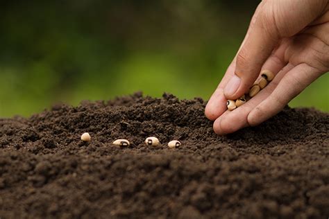 como sembrar tu propia planta de frijol en casa sigue el facil paso  paso