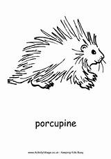 Porcupine Colouring Coloring Pages African Animal Designlooter Explore Drawings Pdf Animals 47kb 660px Village Activity sketch template