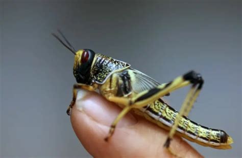 swarms  locusts expected  plague africa  middle east  group  blazing cat fur