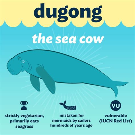 Dugong The Sea Cow Cti Southeast Asia