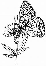 Butterfly Flower Coloring Flowers Butterflies Pages Papillon Dessin Fleur Sur Une Clipart Drawings Colouring Library Gif Pose Popular sketch template