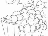 Coloring Vineyard Getcolorings Grape sketch template