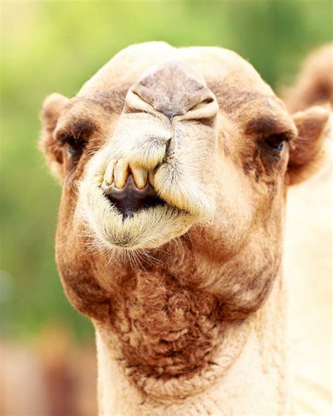 closeup funny camel face stock photo image  teeth