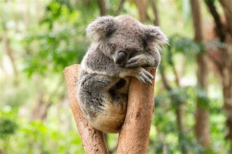 adorable facts  sleeping koalas exploring  dreamy habits
