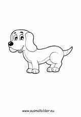Welpe Ausmalbild Hundewelpen Ausmalen Dackel Kostenlosen Deutsche Chihuahua sketch template