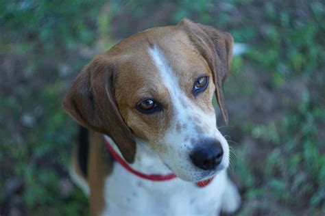Choosing A Beagle Mix Breed Which Is Best For Your Home