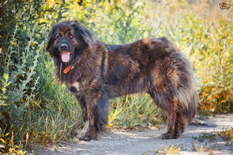 caucasian shepherd dog dog breed information buying
