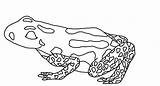 Pfeilgiftfrosch Dart Poison Frog Malvorlagen sketch template