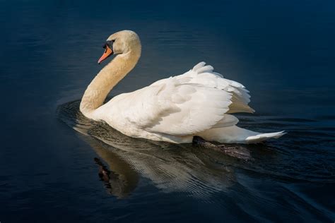 white swan  stock photo public domain pictures