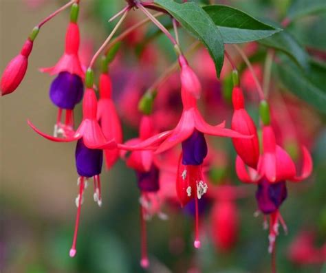 beautiful bell shaped flowers  add   garden