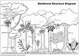 Rainforest Drawing Coloring Forest Ecosystem Amazon Tropical Trees Tree Jungle Animals Rain Kids Sketch Labels Color Print Drawings Clipart Pages sketch template