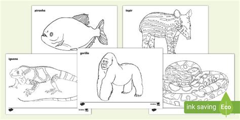 jungle animals colouring pages junior  senior infants coloring