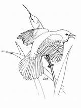 Coloring Pages Blackbird Red Winged Birds Cedar Waxwing Printable Thrush Drawing Categories sketch template