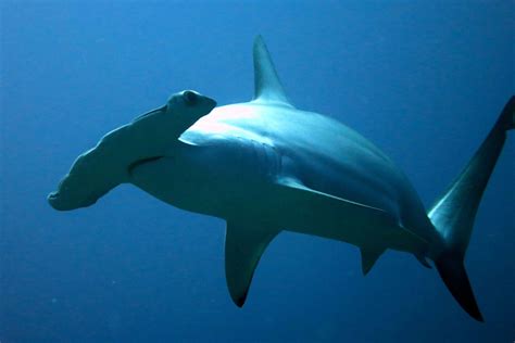 trumps death   sharks boosts donations  shark conservation