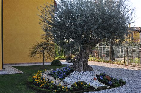 Perché allora non enfatizzare la bellezza di questi alberi incorniciandoli con aiuole o altre soluzioni che sappiano esaltarne la bellezza, . Gallery Vivai Gardens | Vivai Gardens