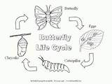 Caterpillar Butterfly Hungry Very Cycle Metamorphosis Life Coloring sketch template