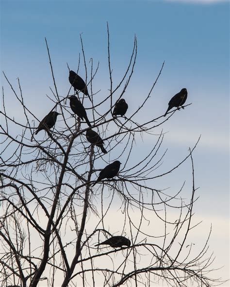black birds roosting black birds roosting djodcolo flickr