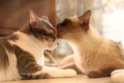 Why Do Cats Lick Each Other 4 Main Reasons