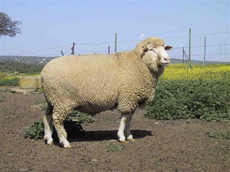 imagenes del mundo animal oveja