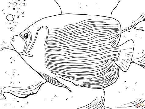 angelfish coloring   designlooter