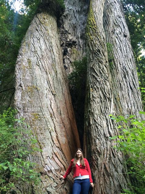 ten   redwood trees