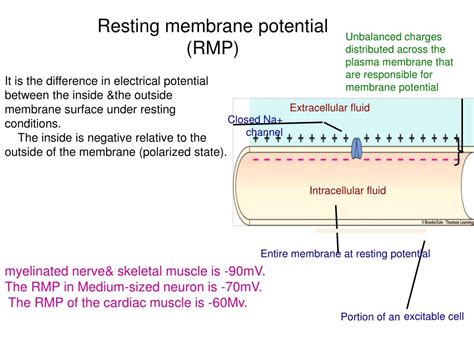 resting membrane potential powerpoint    id