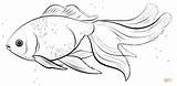 Oranda Poisson Goldfish Goldfisch Poissons Kinguio Tropicaux Ausmalbild Desenho Zeichnen Rybka Goldfische Pencil Peixe sketch template