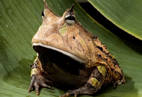 amazon horned frog  biggest animals kingdom