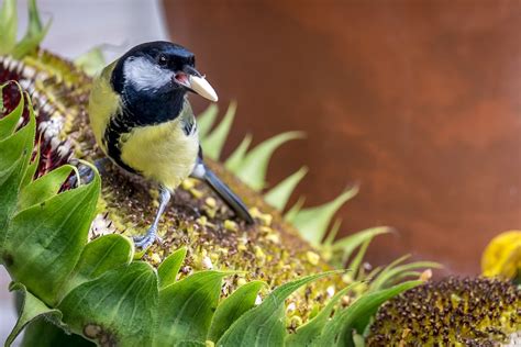 tuinvogels herkennen top  tuin natuurmonumenten