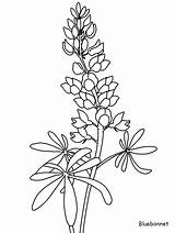 Bluebonnet Texas Coloring Drawings Flower Template Sketch sketch template