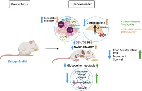 ketogenic diet promotes tumor ferroptosis  induces relative