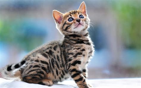 fonds decran de chats de bengal gratuit  telecharger monchatca