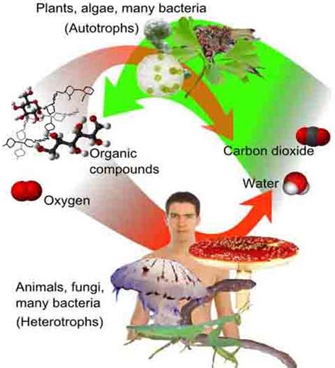 aerobic respiration biology lecture materials   virtual cell biology classroom