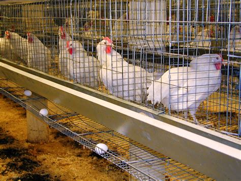 poultry chicken grower layer management