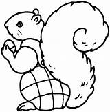 Squirrel Coloring Outline Pages Flying Para Colorear Cliparts Ardilla Cartoon Clipart Clip Attribution Forget Link Don Library sketch template