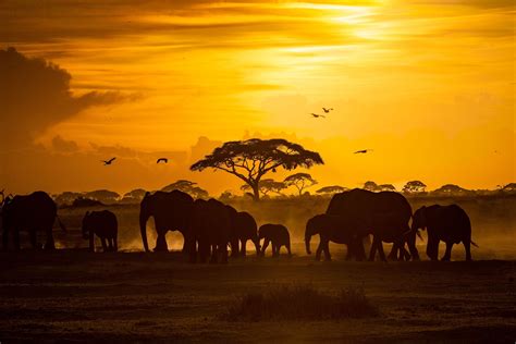 sunset safari image national geographic  shot photo   day