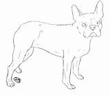 Boston Terrier Coloring Pages Coloringhome Via sketch template