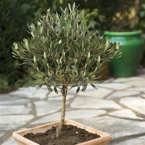 Fioriera per piante fioriere da esterno vasi decorativi per giardino terrazzo vaso . Olivo Leccino La pianta