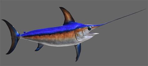 swordfish  billfish foundation