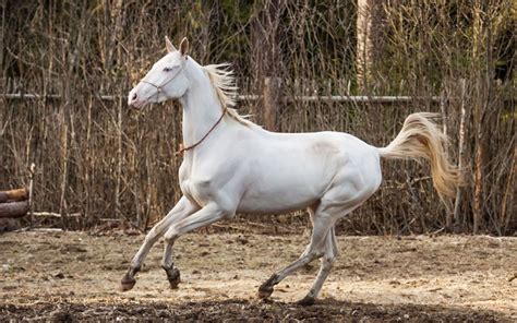 akhal teke horse breed profile facts  vivo pets