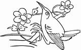 Beija Hummingbird Kolorowanki Koliber Kolibry Dzieci Colorironline Nectar Compatible sketch template