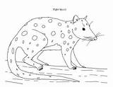 Quoll Spotted Tail sketch template