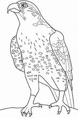 Faucon Falco Falcon Coloriage Stampare Colorat Falcons Pasari Uccelli Aquila Occhio Aquile Planse P34 Imprimer Halcones Desene Rapaci Hawk Colorier sketch template