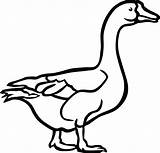 Bebek Sketsa Angsa Cartoon Putih Canada Clipartmag Pinclipart Burung Beak Duckling Sindunesia sketch template