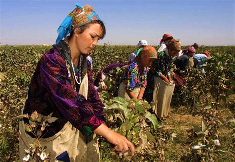 In Uzbekistan The Practice Of Forced Labor Lives On During The Cotton
