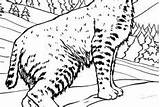Bobcat Coloring Pages Beautiful sketch template