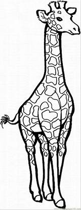Coloring Pages Giraffe Baby Animal Cute Animals sketch template