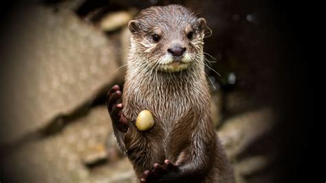 otters juggle rocks and we don t know why science news