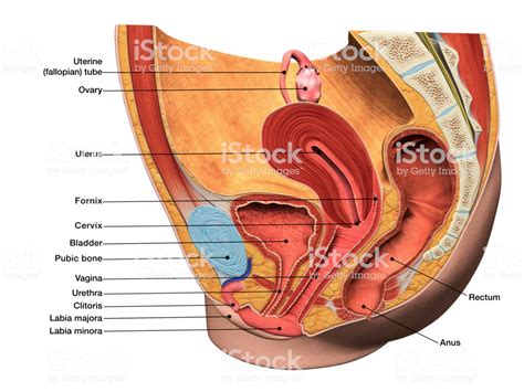Labeled 3d Diagram Of Female Reproductive System In